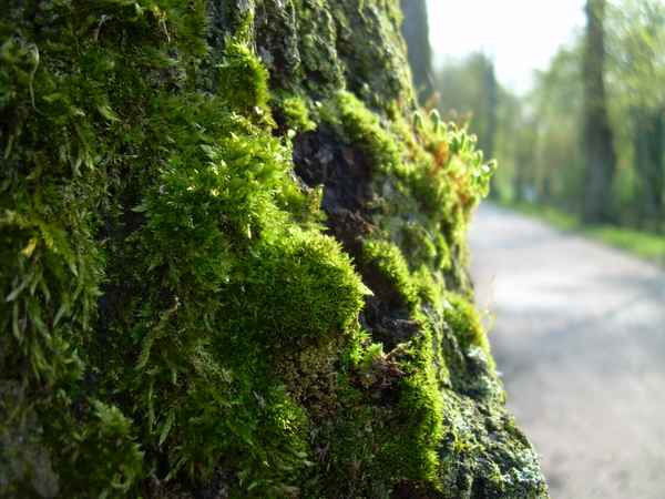 Baumrinde mit Moos