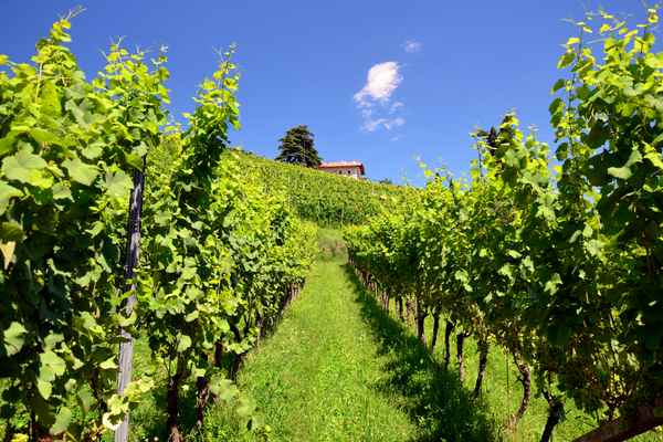 im sonnigen Weinberg