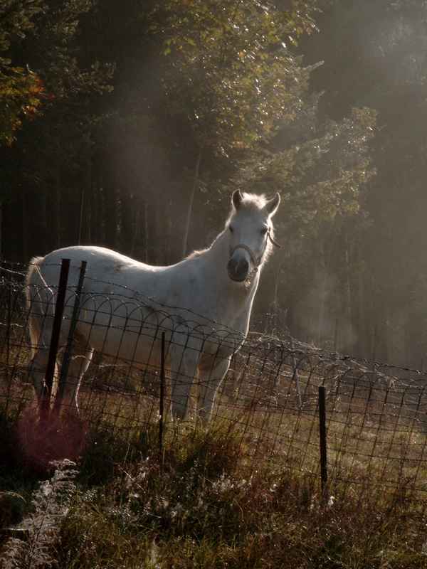 Weisses Pony