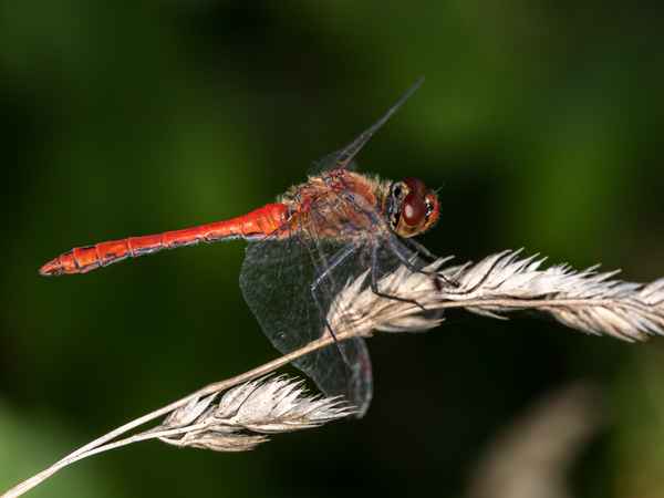 Blutrote Heidelibelle - 2