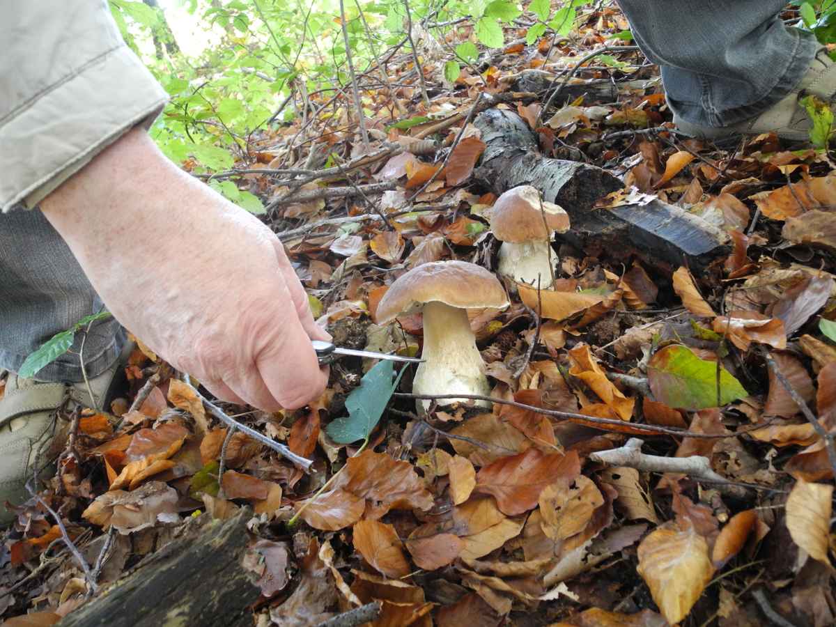 Ein Pilzsammler bei der Arbeit