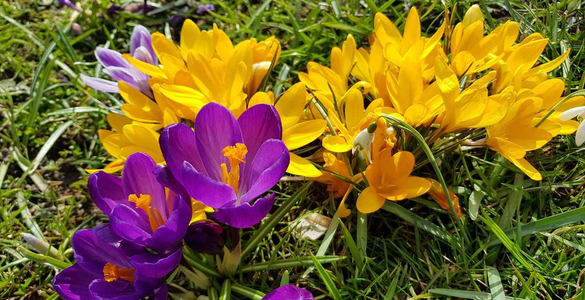 German spring 2018  - Frühling in Deitschland 2018