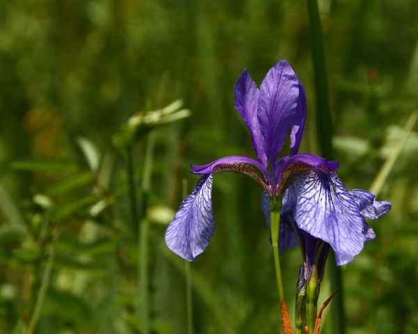 Sibirische Schwertlilie 01