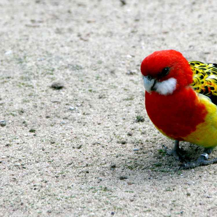 Sittich zu Fuß