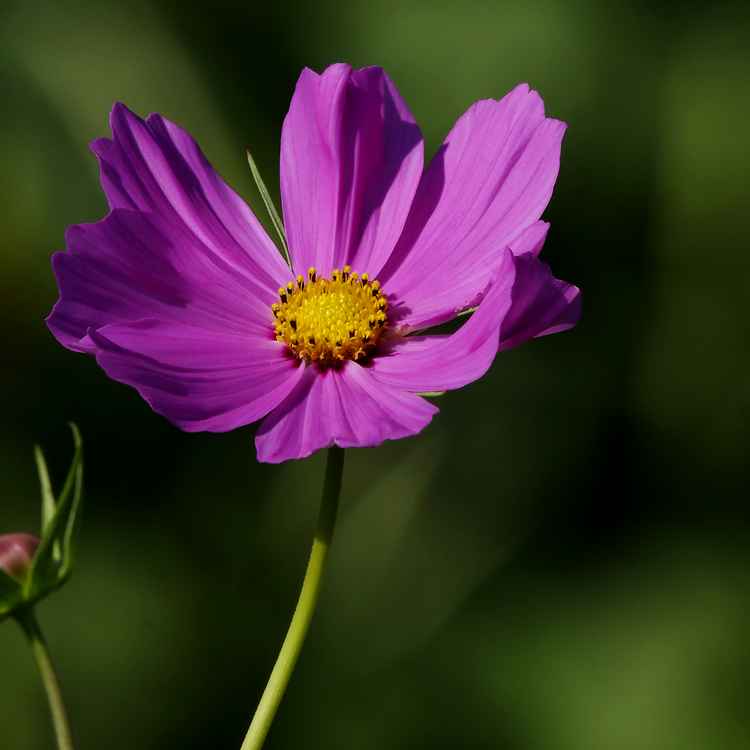 Schmuckkörbchen ( Cosmea )