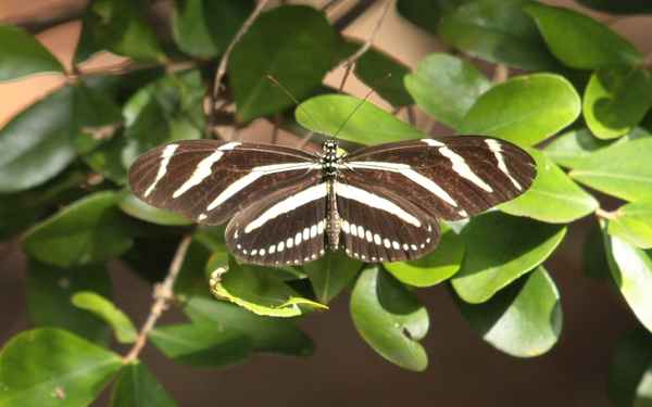 Nein, ich falte keine Zebras !