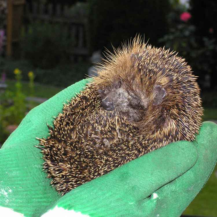 Igel in der Hand