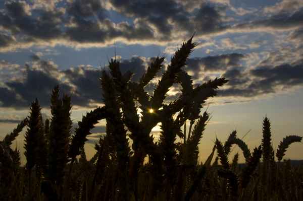 Kornfeld in der Abendsonne