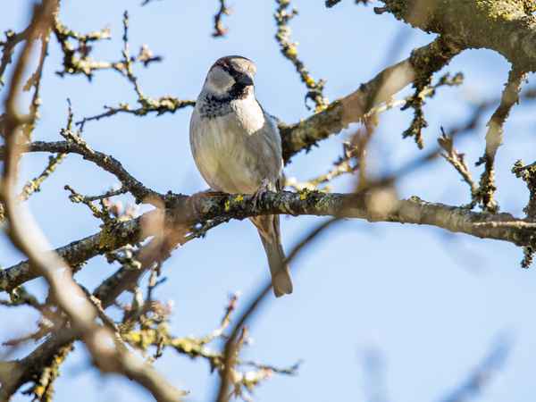 Die Katze kann mich mal ...!