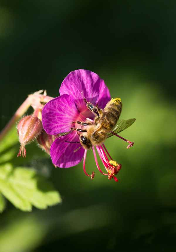 Storchenschnabel mit Besuch