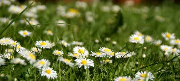 Gänseblümchenwiese