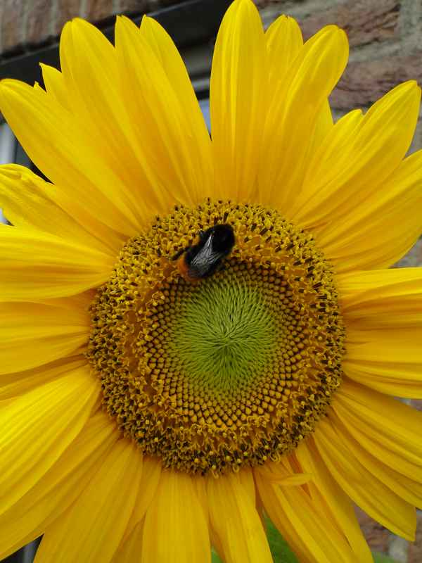 Ein sonniger Arbeitsplatz