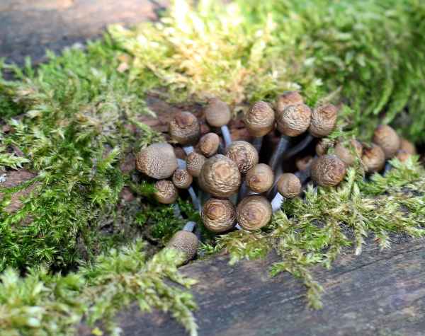 Holz.Schwamm