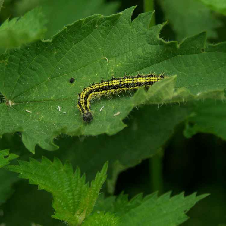 Raupe grün