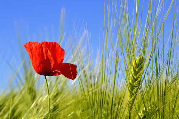 Mohnblume