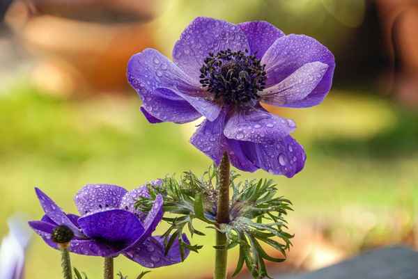 Erfrischender Regen ...