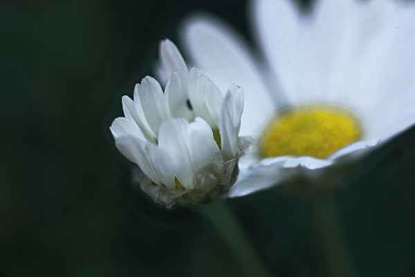 junge Blüte