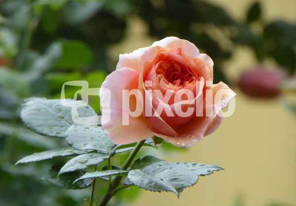 Rose nach dem Regen