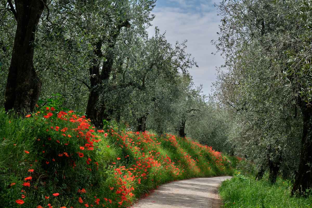 Mohn im Olivenhain