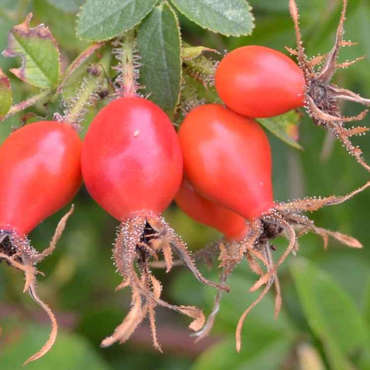 verblühte Schönheit...