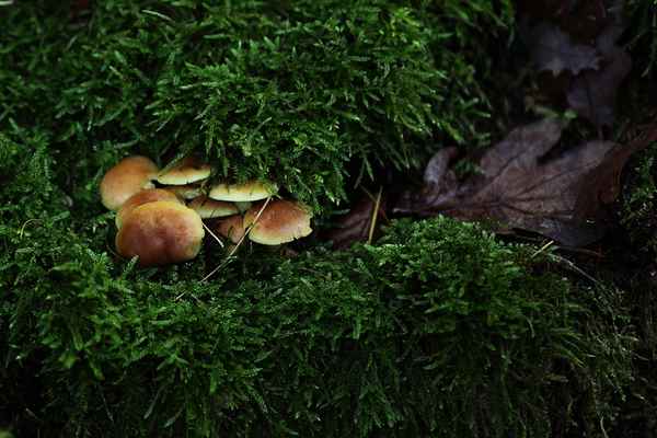 Pilze