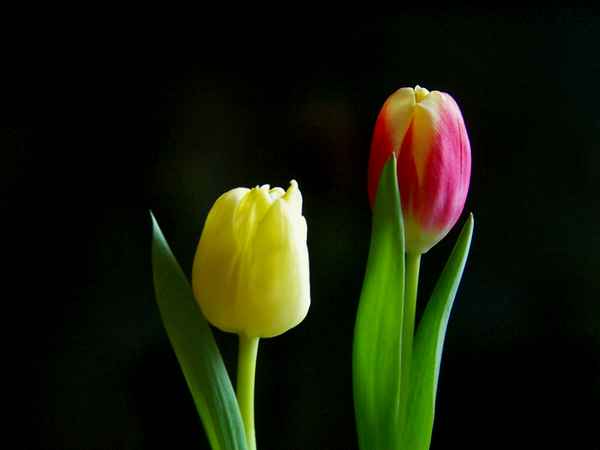 Tulpen-Duo