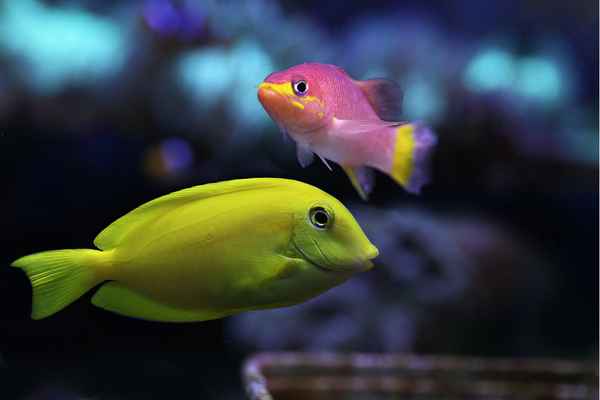 Gelber Segelflossendoktor