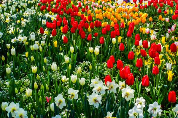 Gemischte Tulpenpracht