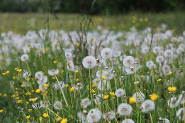 Pusteblumen