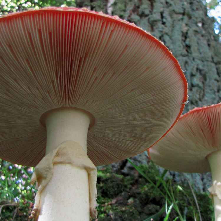 Auch von unten sind wir schön !