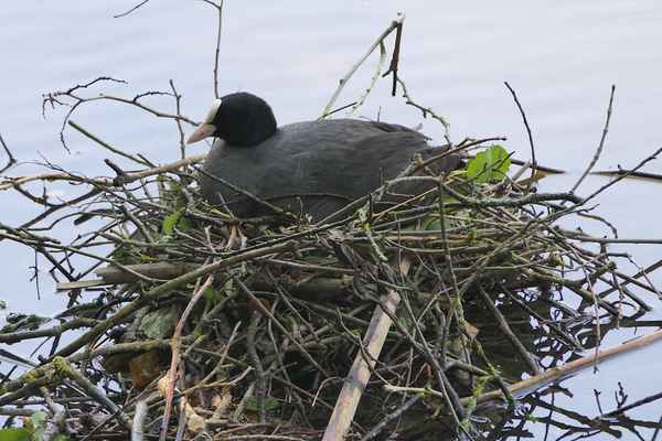 Blässhuhn beim Brüten