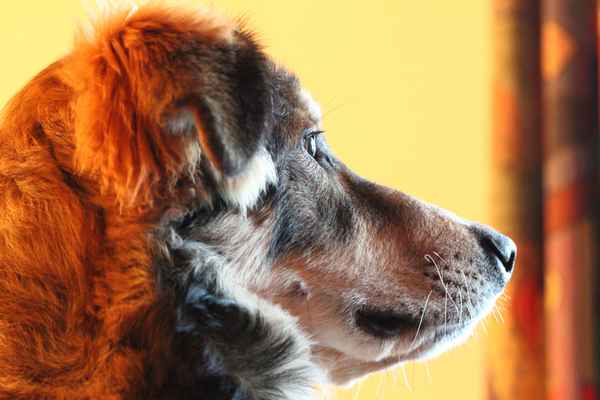 Hundeblick