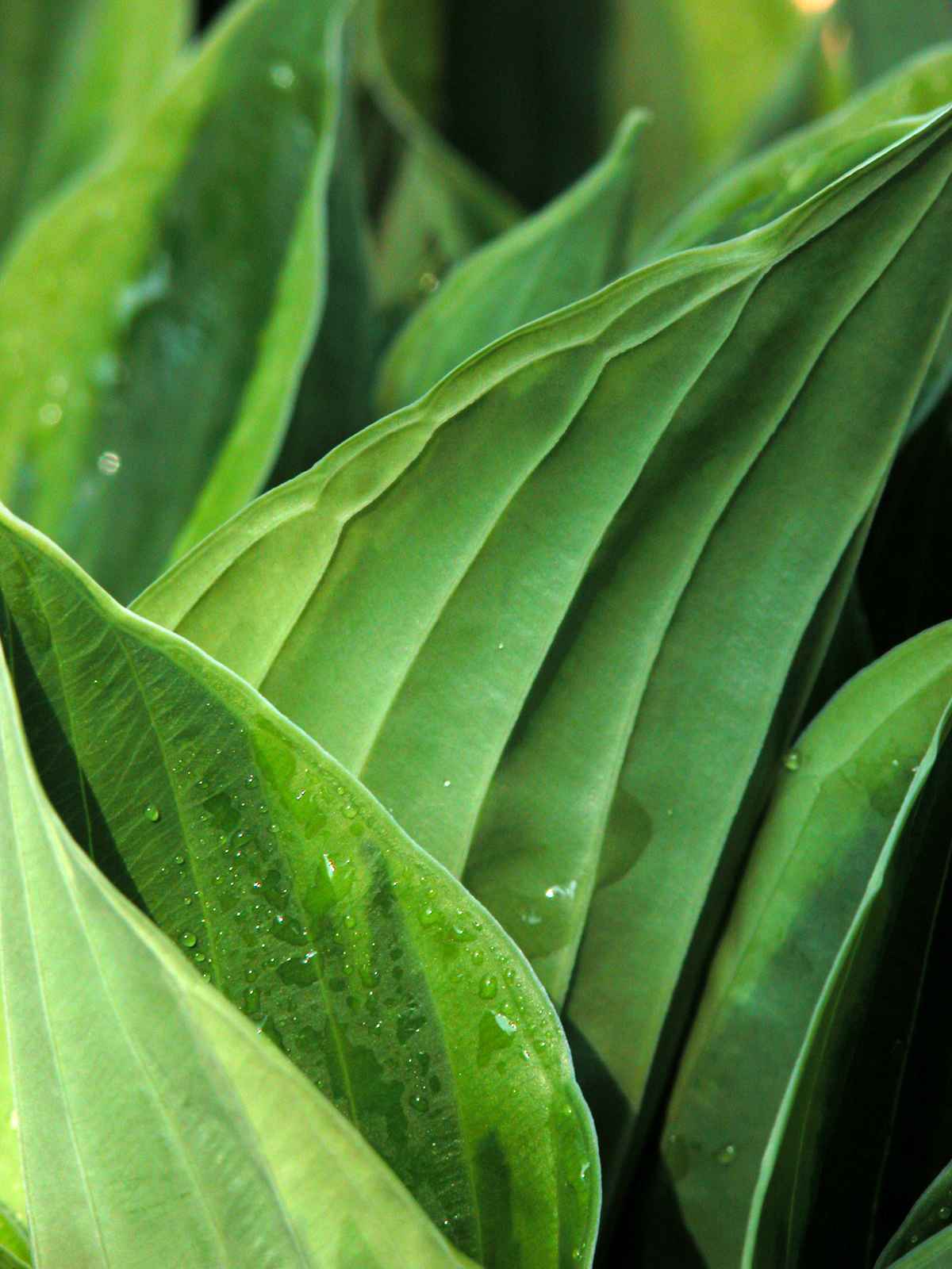 Hosta