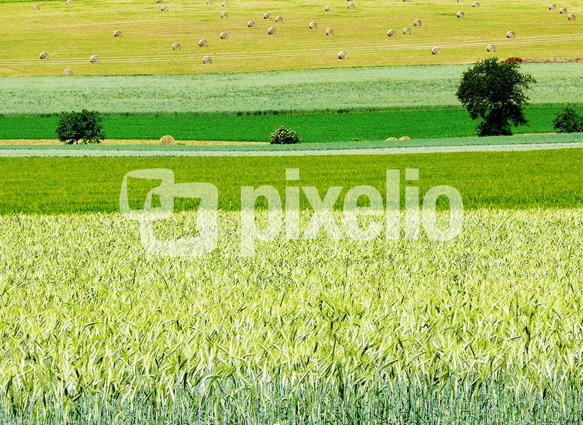 Sommerliche Felder