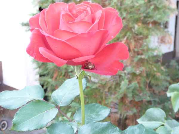 die Spinne in der Rose