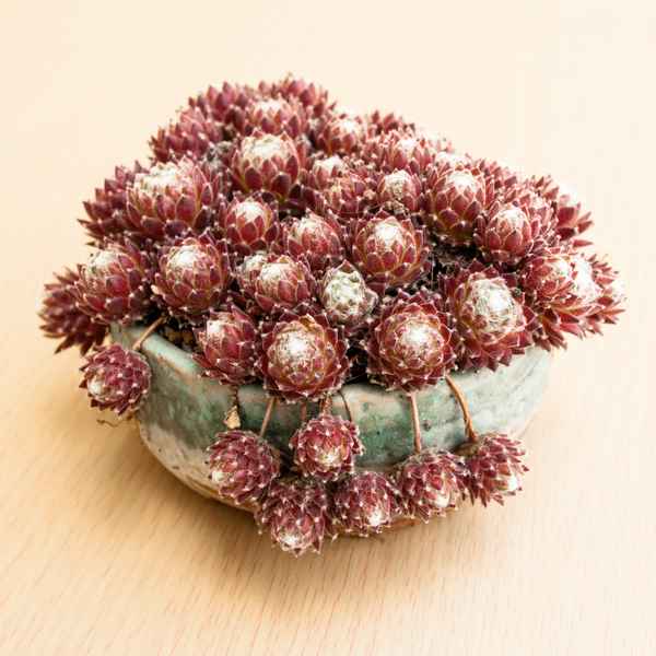 Hauswurz (Sempervivum) mit Kindel
