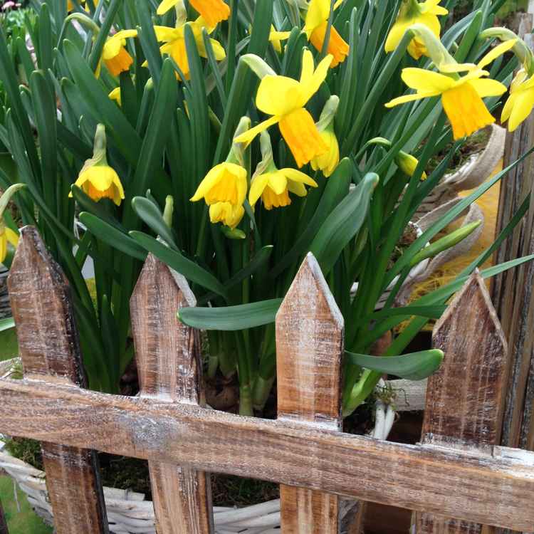 Narzissen am Gartenzaun