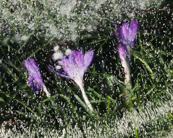 zu früh gefreut  ( krokusse unter eis )