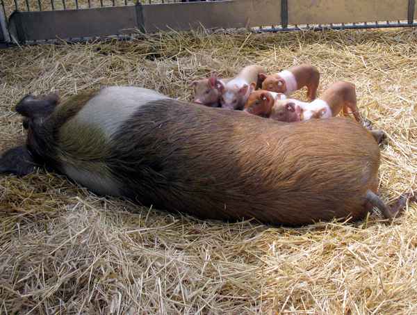 Rotbraunes Husumer Schwein vom Lütjensee im Grossraum Hamburg