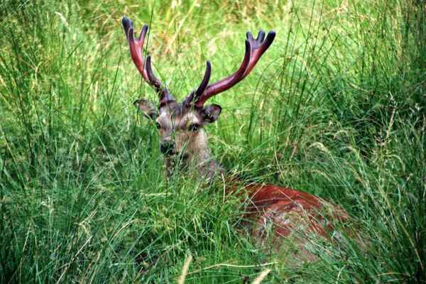 Ein junger Hirsch