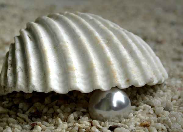Muschel und Perle