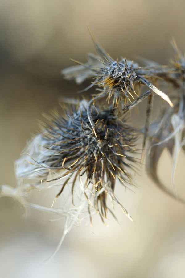 Distel im Winterzauber