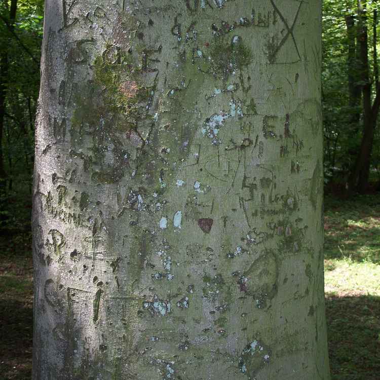 Große Gefühle