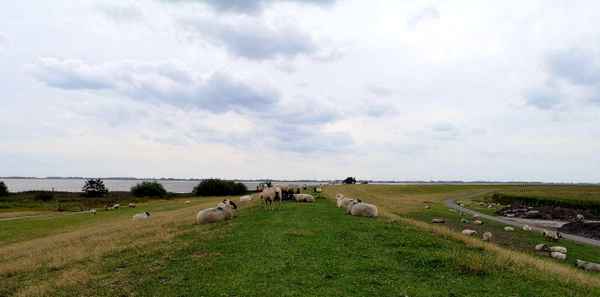 Schafherde auf dem Deich