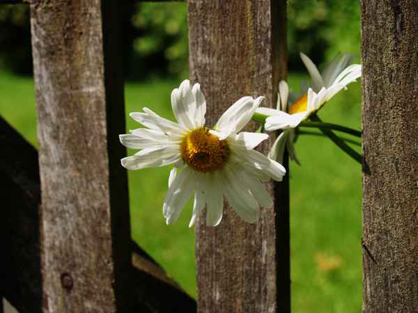 Alter Holzzaun mit Margeriten