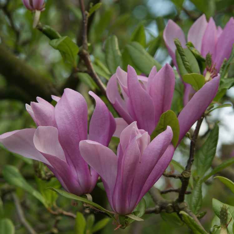 Magnolienblüten