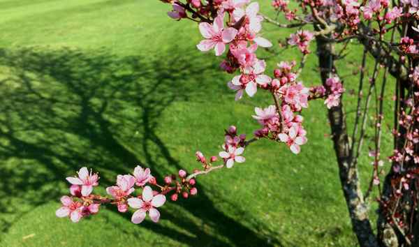 Frühlingsboten (jap. Kirschblüten)