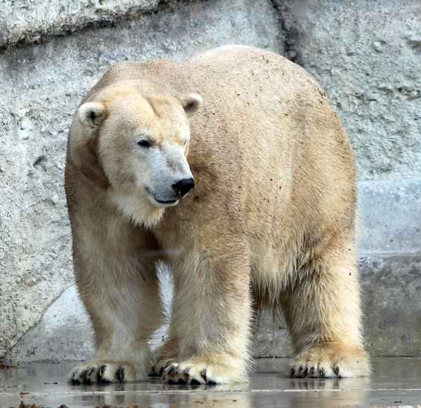 Männliche 500 kg