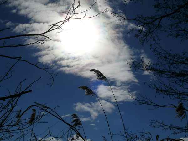 Schilf Himmel Wolken Sonne
