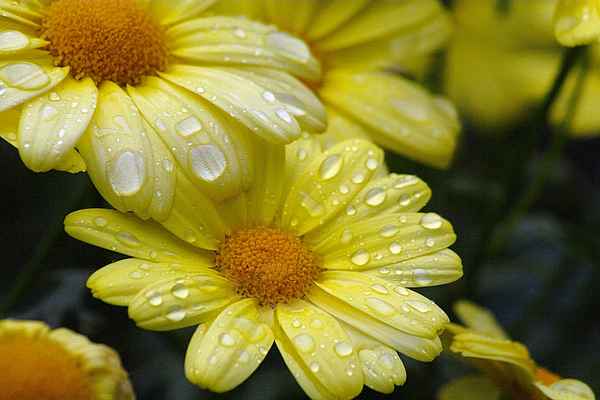 Gartenblumen im Regen